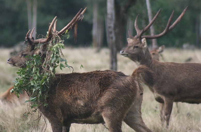 DeerScan > Rusa deer in Australia